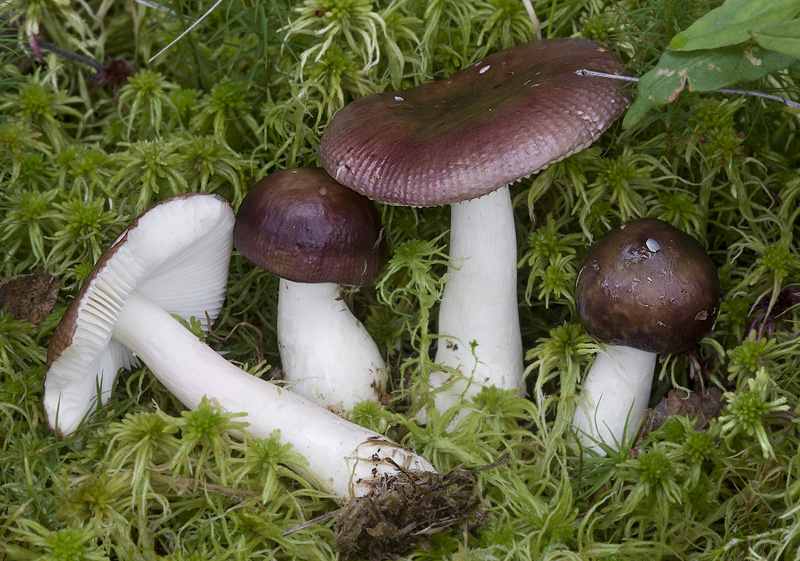 Russula nitida